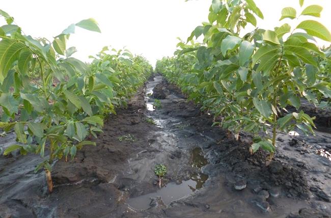 การให้อาหารและการดูแลรักษา