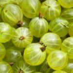 ลูกเกดฝรั่ง