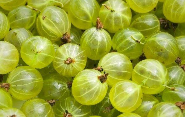 ลูกเกดฝรั่ง