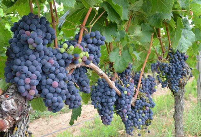 องุ่นสุก