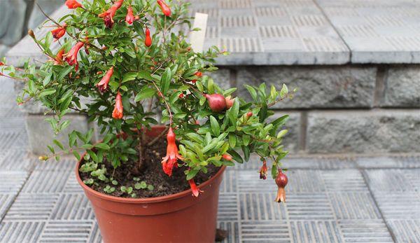 ทับทิมในอ่าง