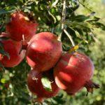 ผลทับทิม