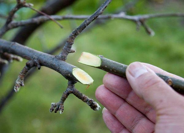 การเสียบยอดทับทิม