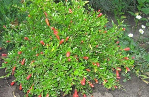 การฉีดพ่นทับทิม