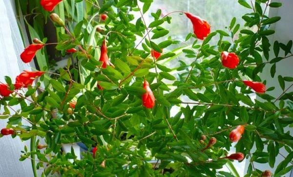 ต้นทับทิม