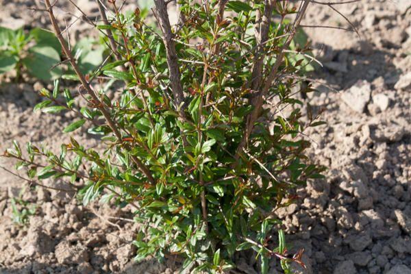 ทับทิมหลายวา