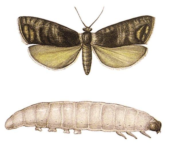 ผีเสื้อทับทิม