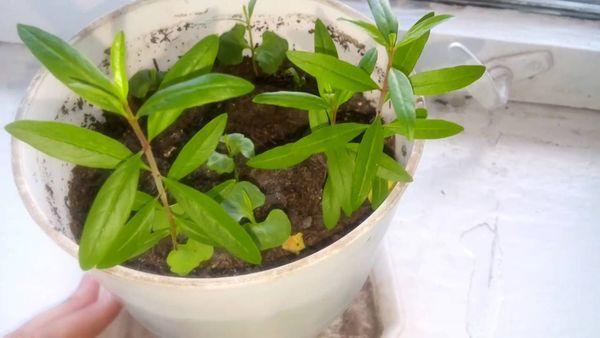 ถั่วงอกทับทิม