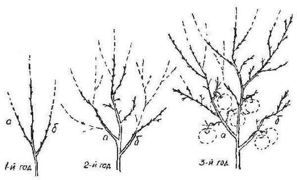การตัดแต่งและจัดรูปทรง