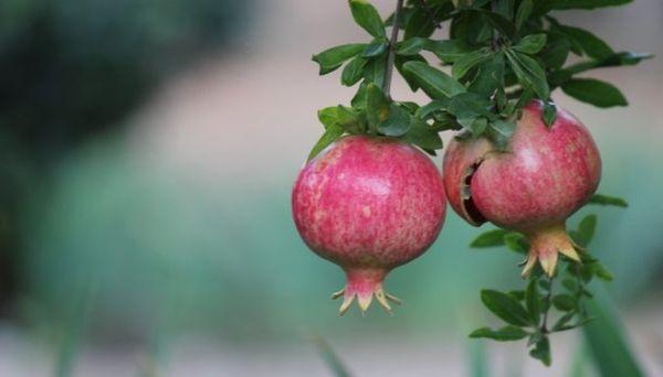 นาร์-ชาริน