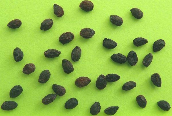 graines de groseille à maquereau