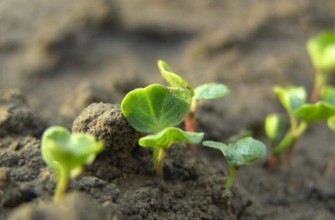 ถั่วงอกลูกเกด