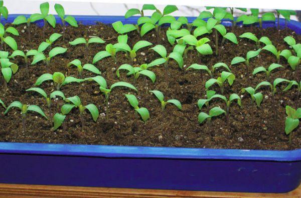 cultiver des framboises