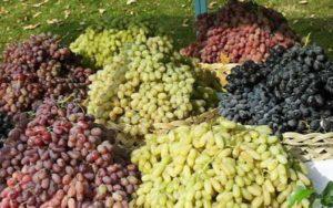 คู่มือสำหรับผู้เริ่มต้นปลูกองุ่นในพื้นที่โล่งในรัสเซียตอนกลาง