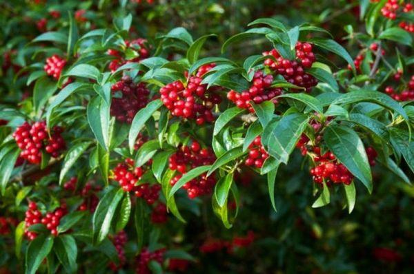 ต้นไม้ที่มีผลเบอร์รี่