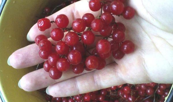 ไวเบอร์นัมสุก