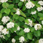 พุ่มวิเบอร์นัม