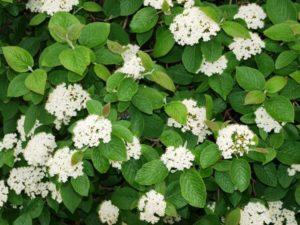 คำอธิบายพันธุ์ Gordovina viburnum คำแนะนำในการปลูกและการดูแล