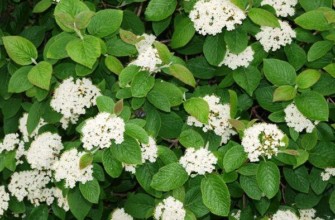 พุ่มวิเบอร์นัม