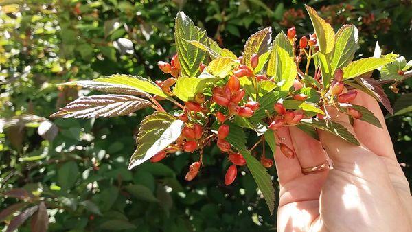 กิ่งที่มีวิเบอร์นัม