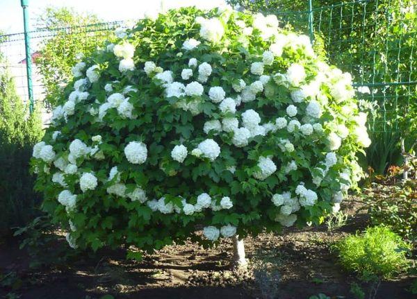 พุ่มไม้ที่มีดอกไม้