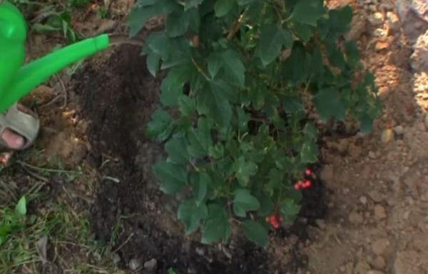 การรดน้ำวิเบอร์นัม