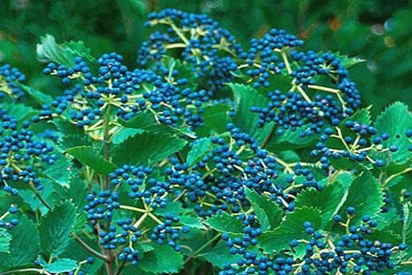 วิเบอร์นัมแคนาดา