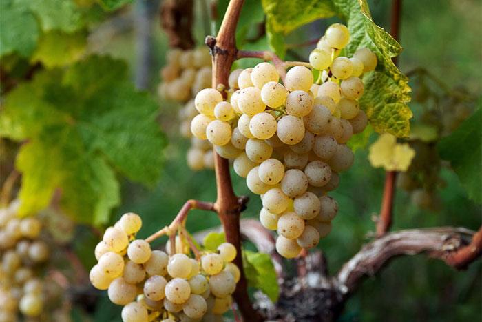 les avantages et les inconvénients du raisin