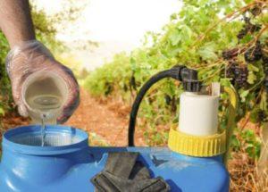 คำแนะนำในการใช้กำมะถันคอลลอยด์เพื่อการแปรรูปองุ่น