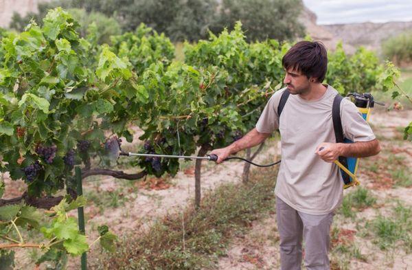 pulvérisation de raisins