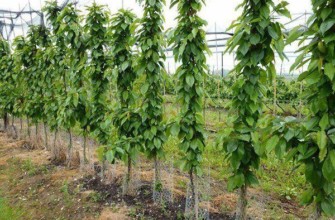 ต้นกล้าเชอร์รี่