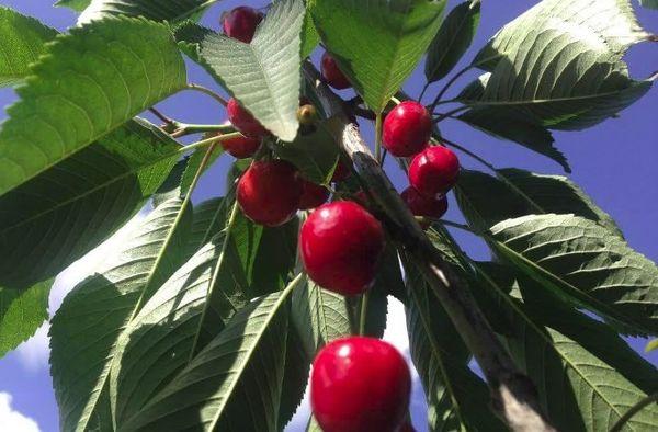 เชอร์รี่เฮเลน่า