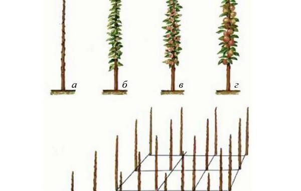 การก่อตัวของมงกุฎ