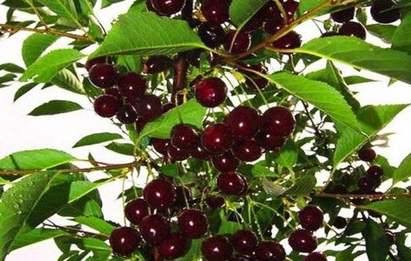 ซิลเวีย เชอร์รี่