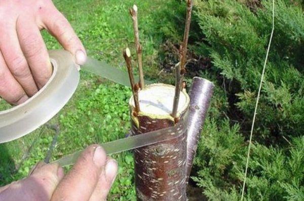 การขยายพันธุ์โดยการเสียบยอด