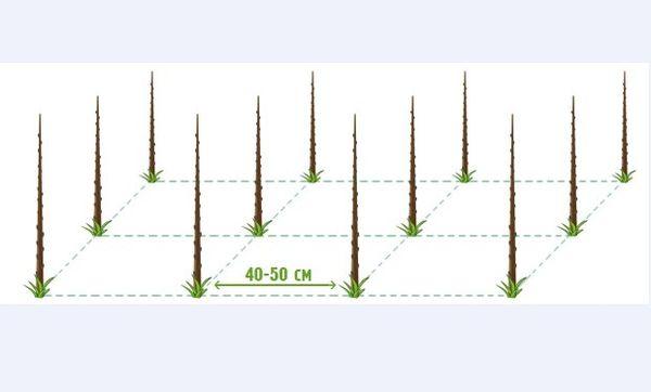 โครงการปลูกต้นกล้า