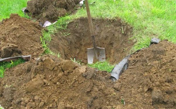 หลุมปลูก