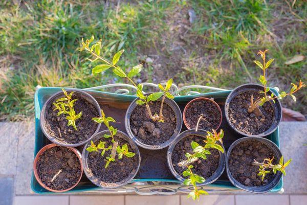 ถั่วงอกในกระถาง