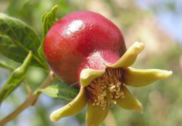 ผลทับทิม