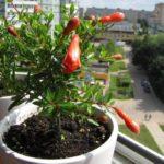 ทับทิมแคระ