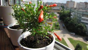 การปลูกและดูแลทับทิมในร่มสำหรับผู้เริ่มต้น