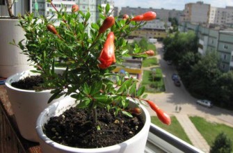 ทับทิมแคระ