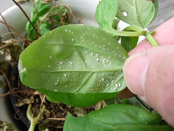 ศัตรูพืชทับทิม