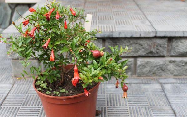 ไม้พุ่มเตี้ย