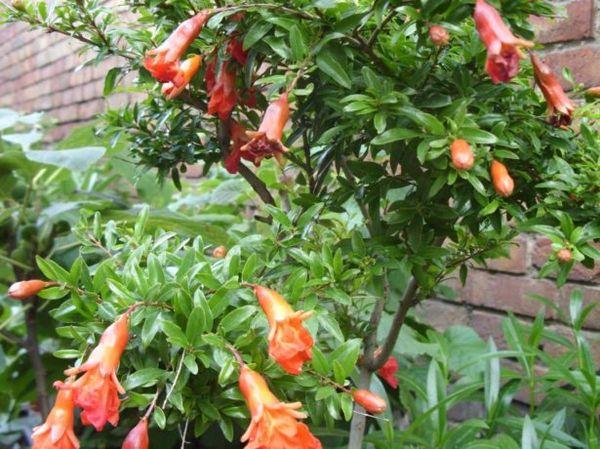 การปลูกทับทิม