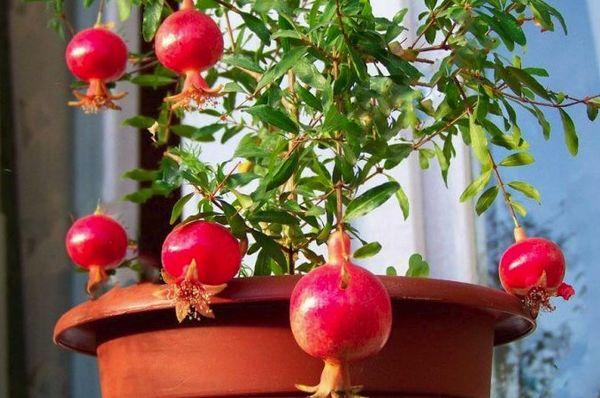 ต้นทับทิม