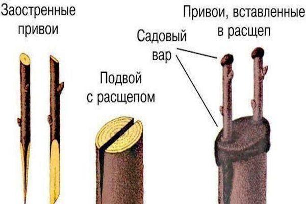 กิ่งพันธุ์และต้นตอ