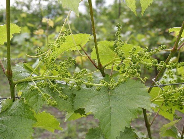 คำอธิบายของความหลากหลาย