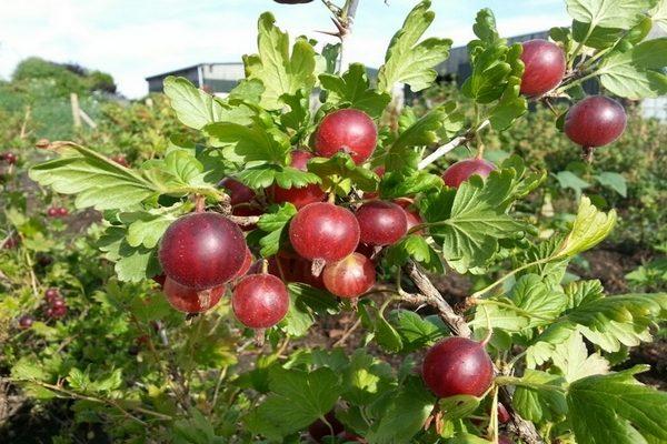 มะยมแก่