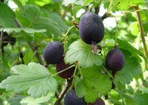 คำอธิบายพันธุ์มะยมเชอร์โนมอร์ ขั้นตอนการปลูกและการดูแล